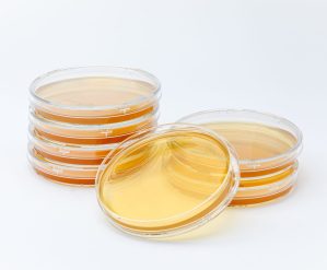 Two rows of stacked TSA plates with one plate in front of the stacks.