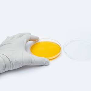 A light gray disposable gloved hand placing a 90mm finger touch plate – Tryptic Soy Agar (TSA), on a white surface. The top of the plate lays next to the finger touch plate.