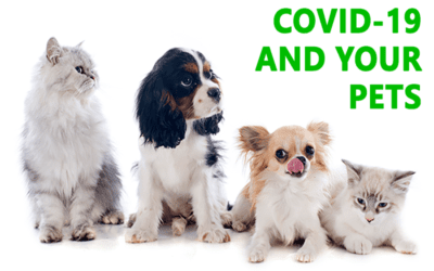 Helpful Q&A Regarding COVID-19 and Pets