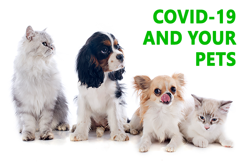 Helpful Q&A Regarding COVID-19 and Pets