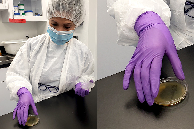 A female staff member at Central Drug Compounding and Wellness demonstrates the use of Eagle Environmental Plates.
