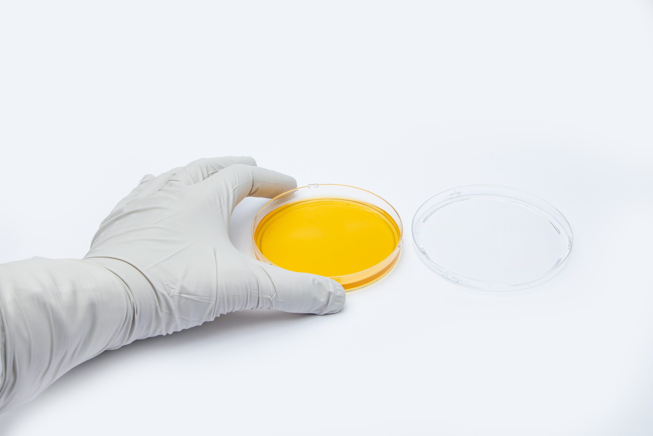 Stylized image of gloved lab hand placing an Active/Passive Air Plate – 90mm – Tryptic Soy Agar (TSA) on a surface.